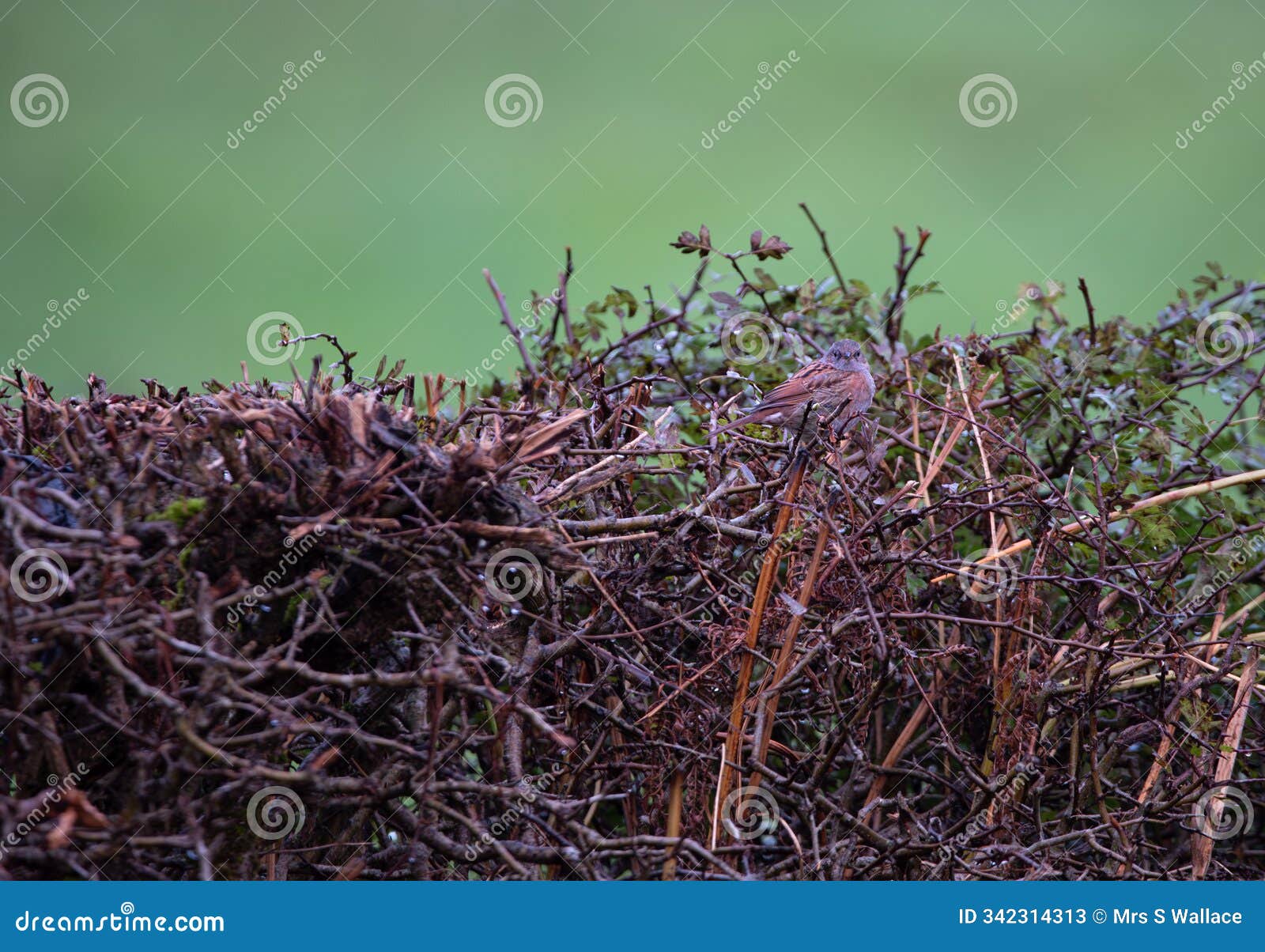 hedge sparrow dunnock in a hedgerow