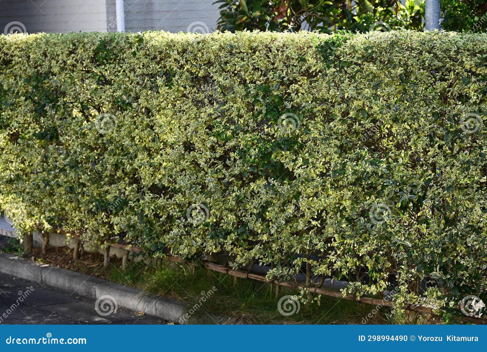 A Hedge of Variegated Japanese Spindle ( Euonymus Japonicus ...