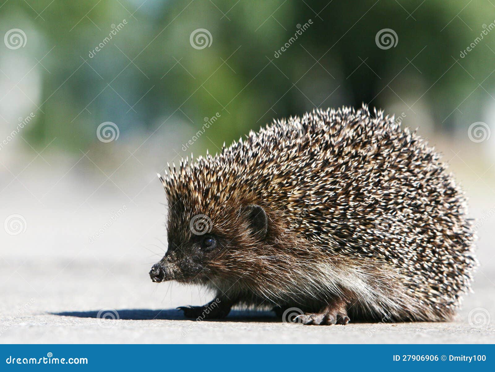 Hedgehog Crossing Road Photos Free & RoyaltyFree Stock Photos from