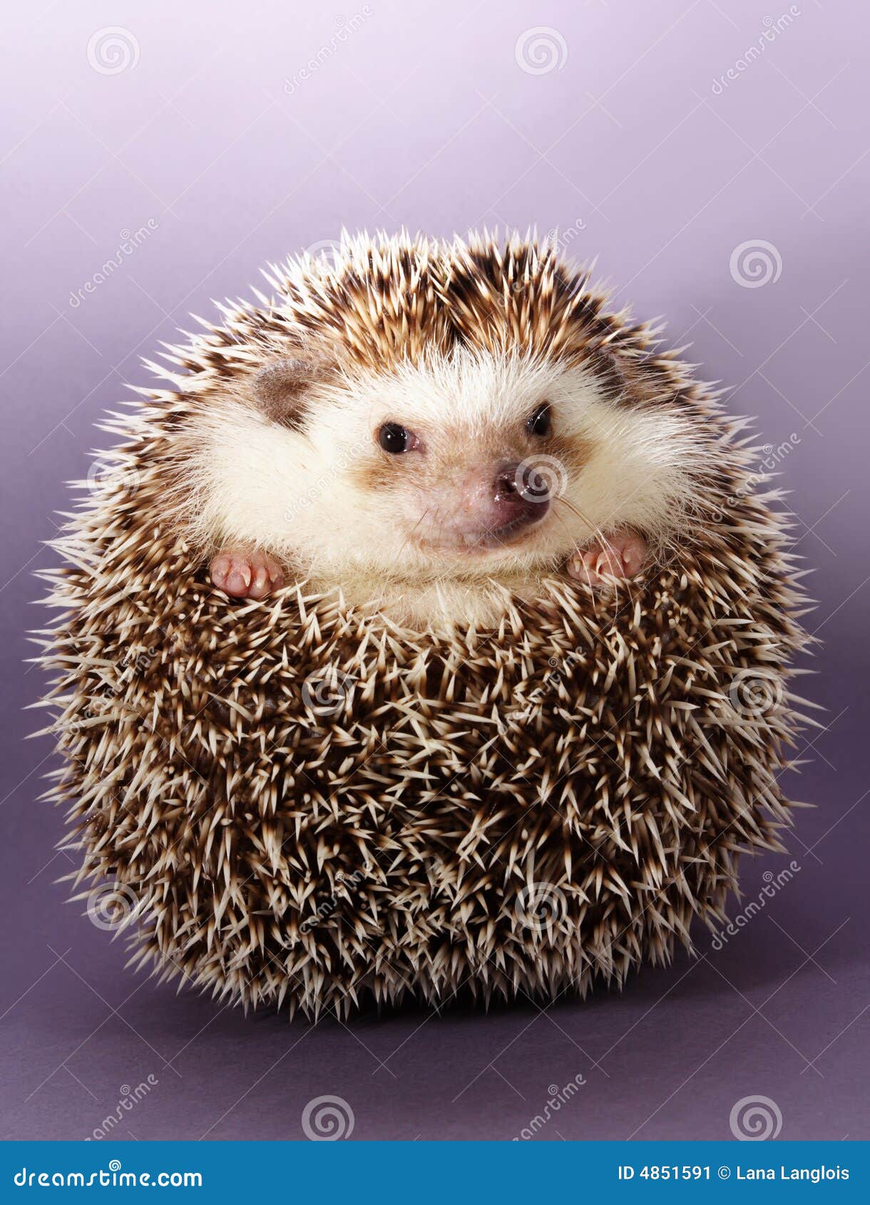 hedgehog