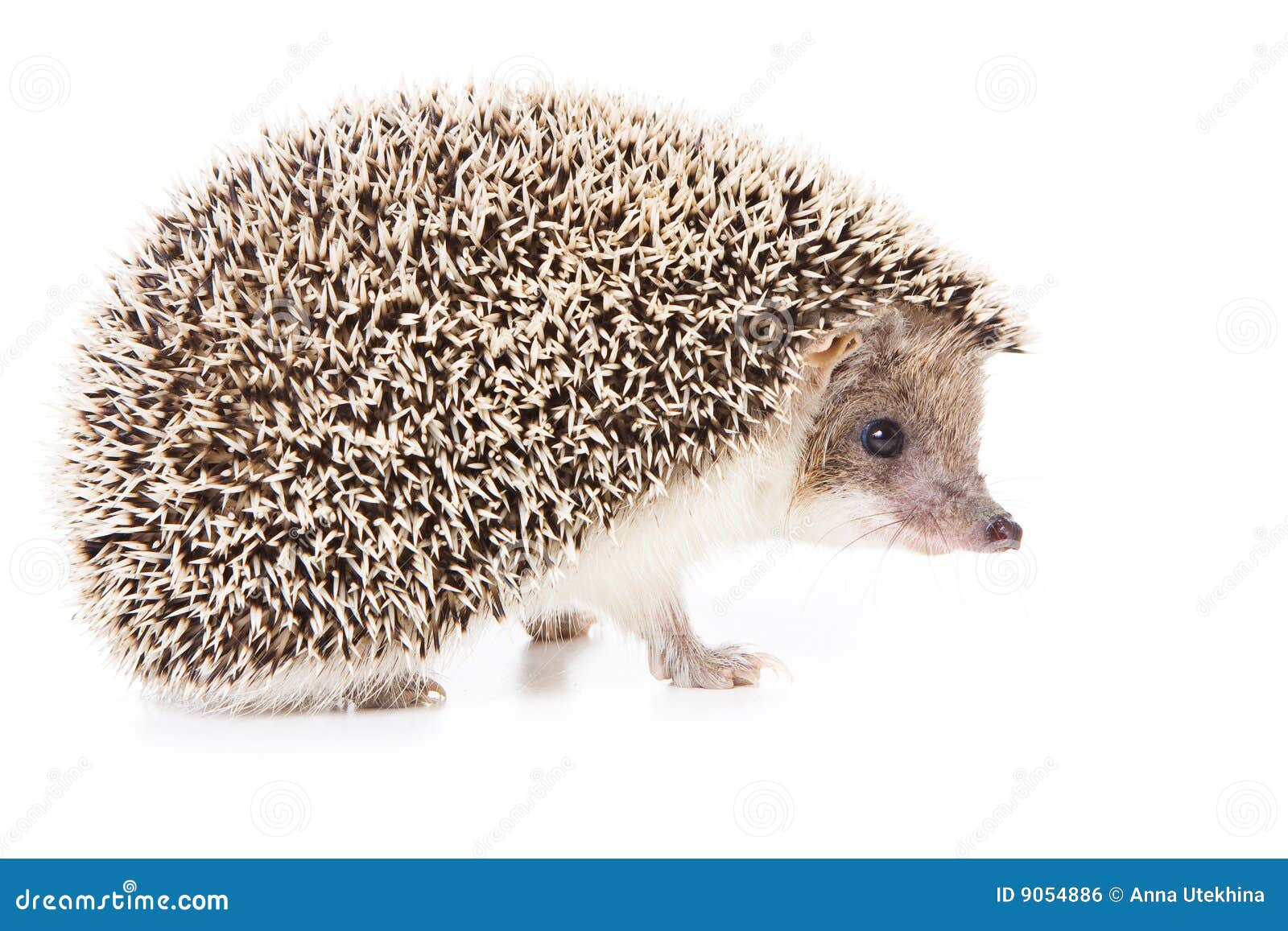 hedgehog