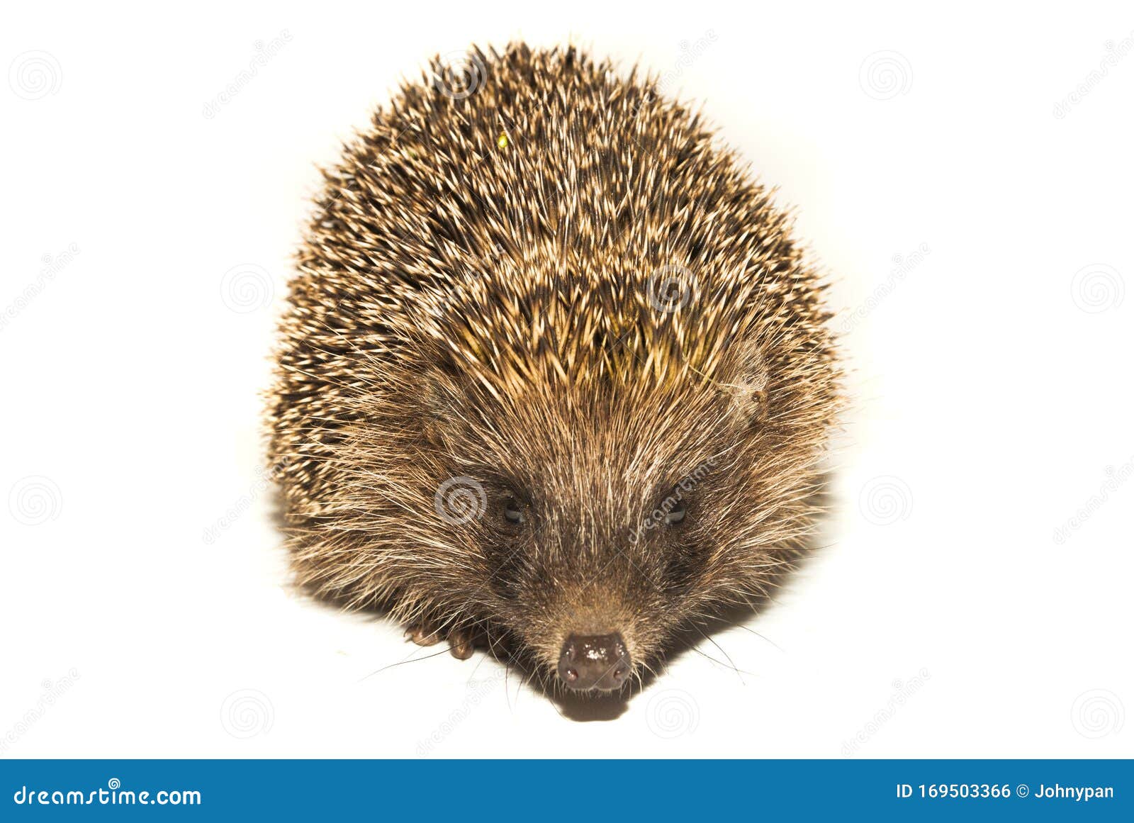 Hedgehog Animal with Spikes Stock Photo - Image of closeup, nose: 169503366 Hedgehog Animal with Spikes Stock Photo - Image of closeup, nose: 169503366