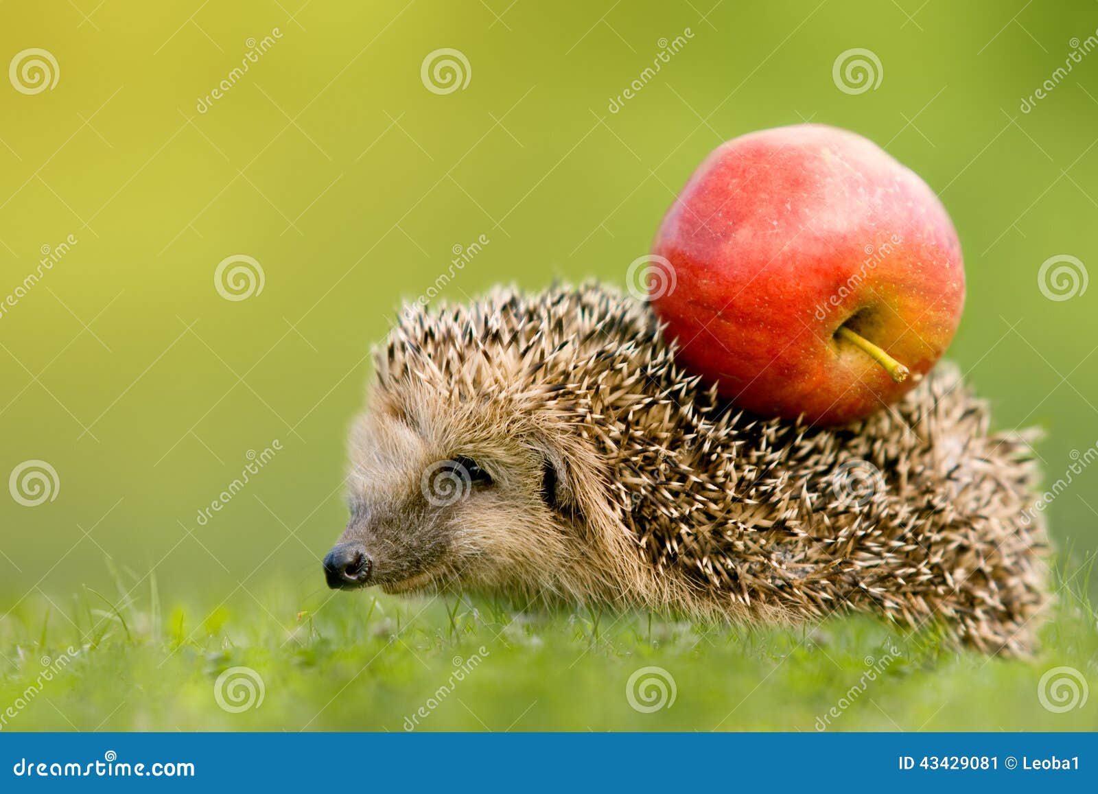 hedgehog with apple on the backs