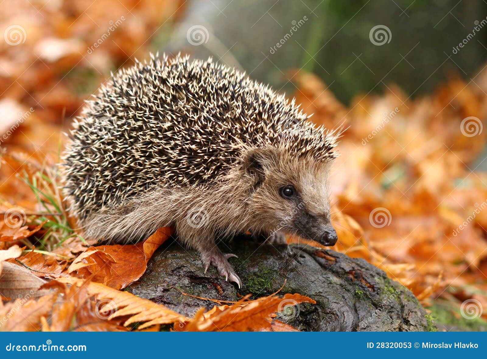 hedgehog in autumn