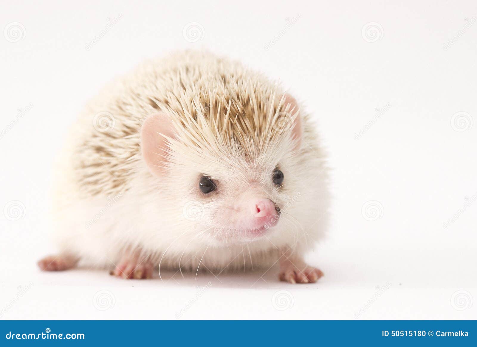 Hedgehog Baby White Background Stock Photo Image Of Hedgehog Squaring Hedgehog Baby White Background Stock Photo Image Of Hedgehog Squaring