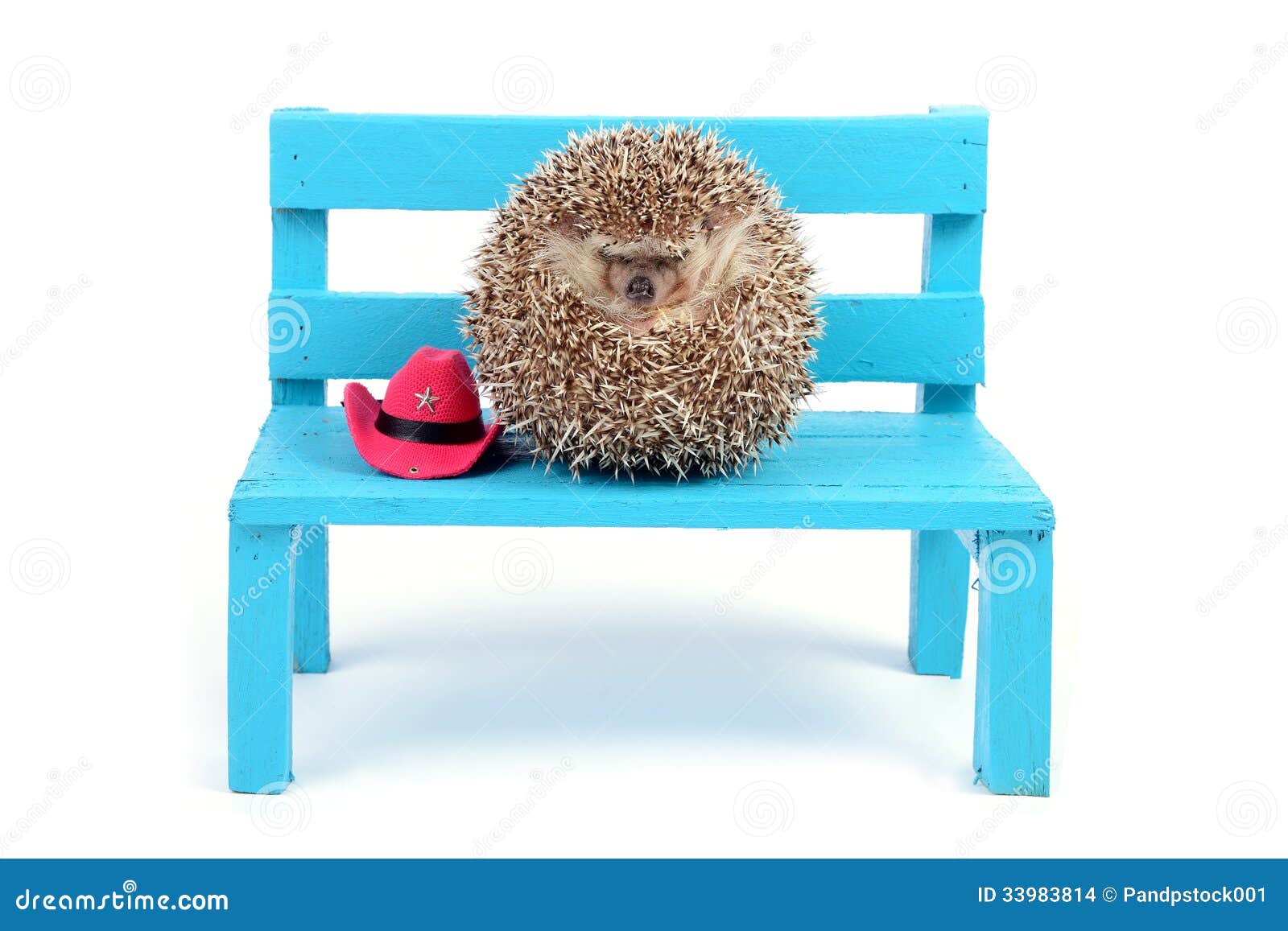Hedgehog Ball On A Chair Stock Photo Image Of Ball 33983814