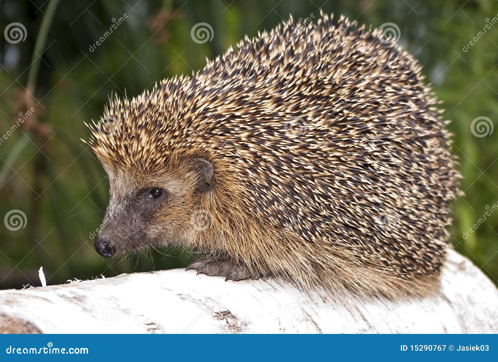 Hedgehog brown stock image. Image of outdoor, animal - 15290767