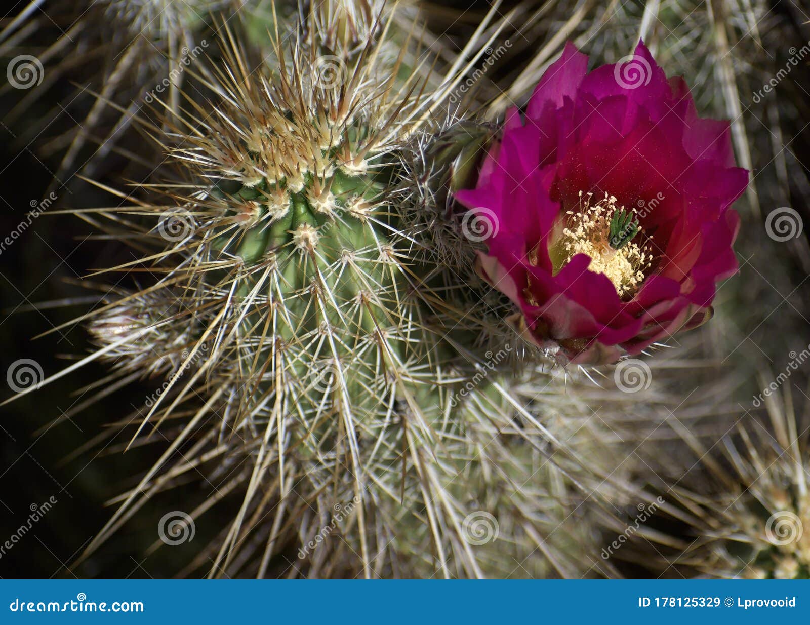 Macrophotography of Hedgehog Cactus Flowers in Bloom Stock Image