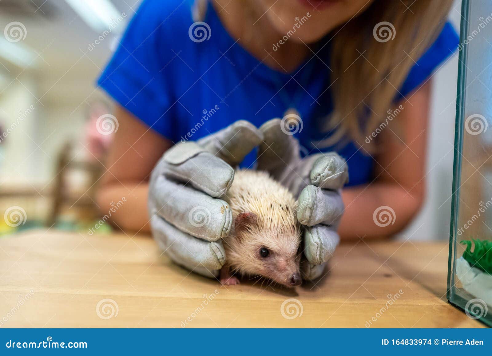 Animal Cafe Tokyo Stock Photos - Free & Royalty-Free Stock Photos from Dreamstime Animal Cafe Tokyo Stock Photos - Free & Royalty-Free Stock Photos from Dreamstime