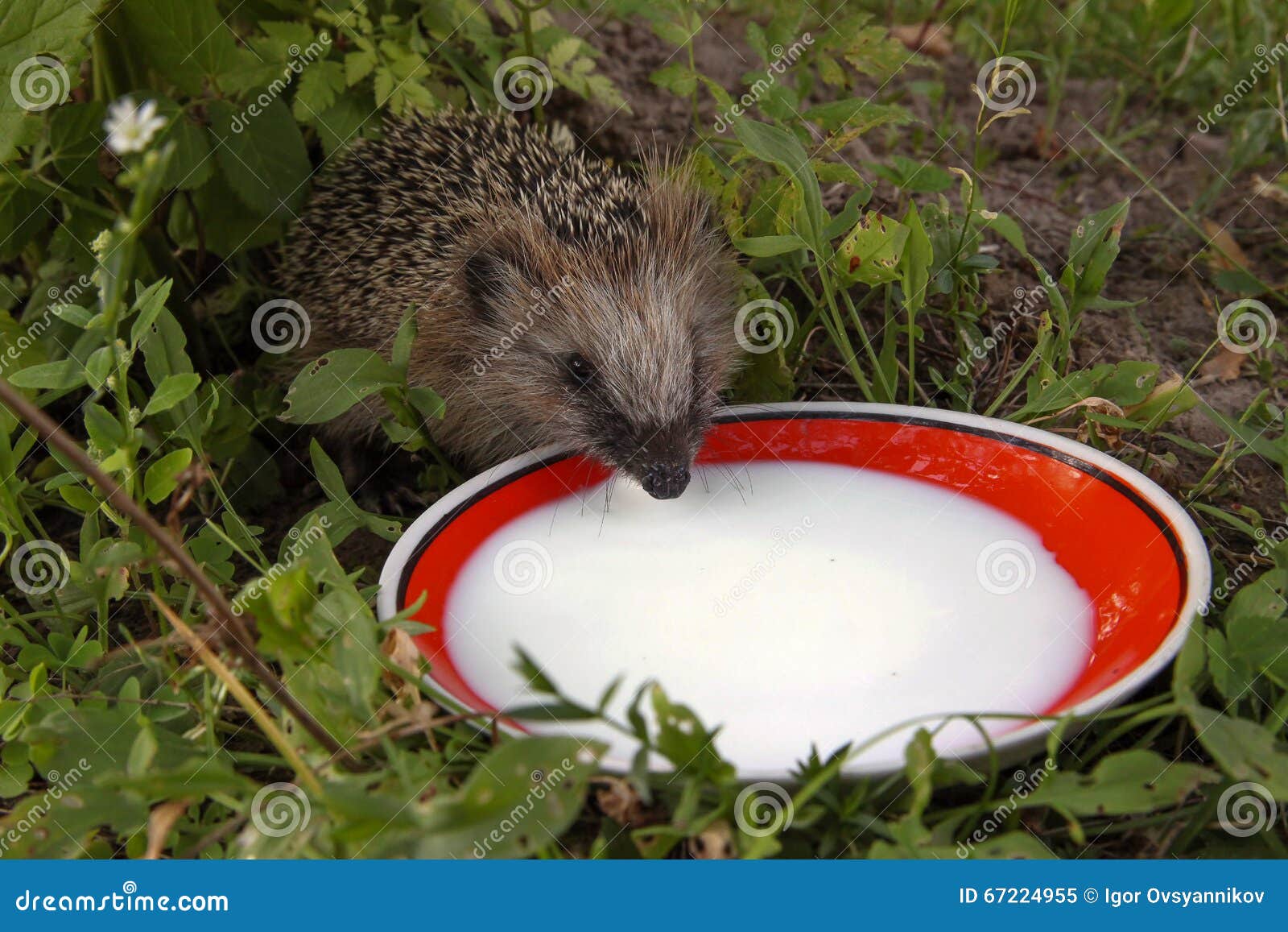 Hedgehog in the country stock image. Image of cute, outdoors Biology Diagrams