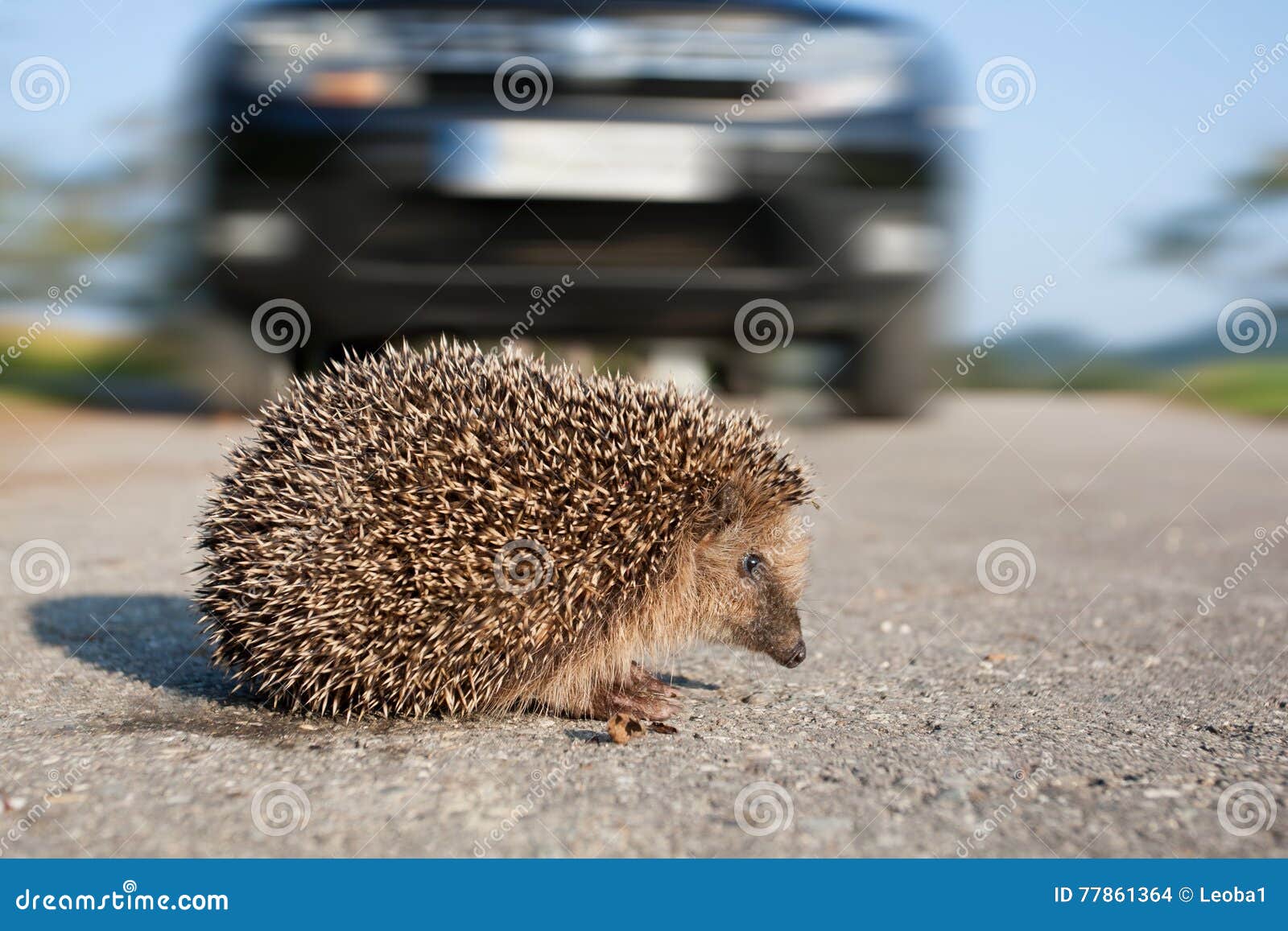 Hedgehog Crossing Street in Front of an Car Stock Photo Image of