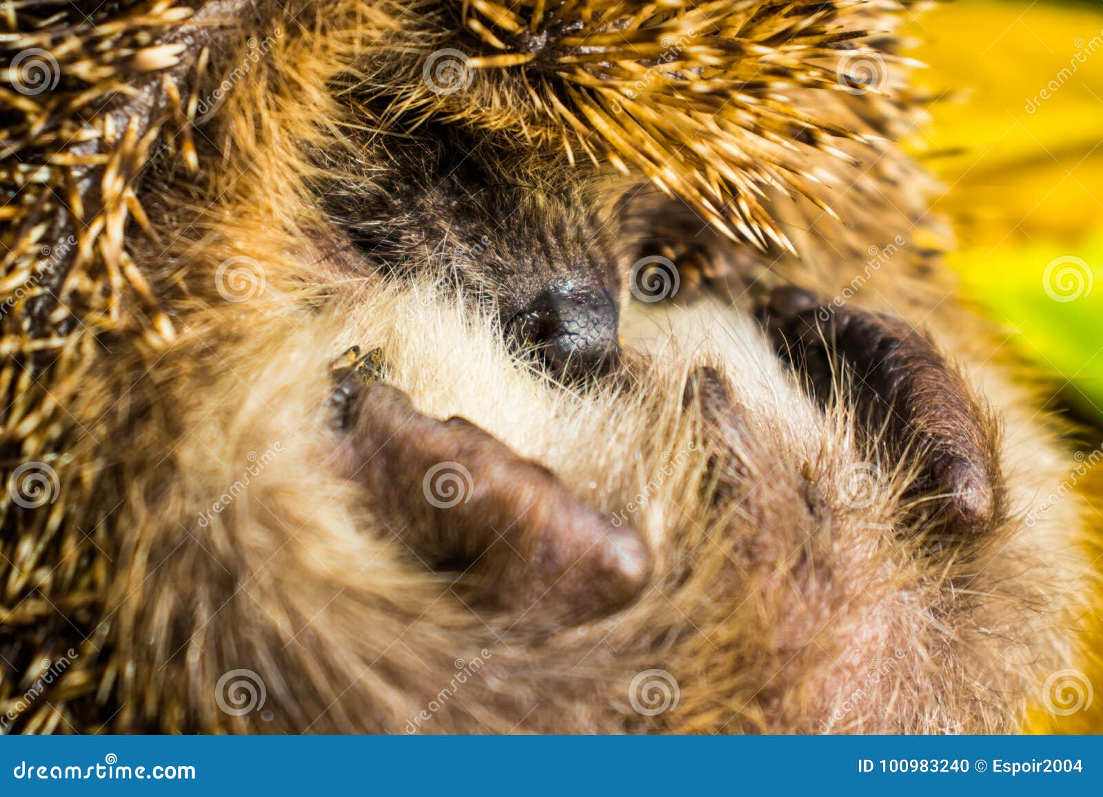 The Hedgehog Curled Up and Hid His Nose. Stock Photo Image of