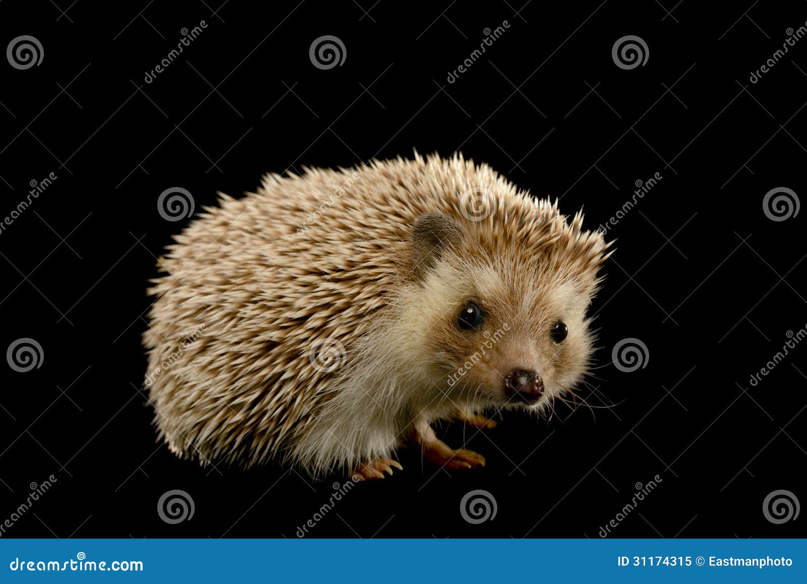 hedgehog