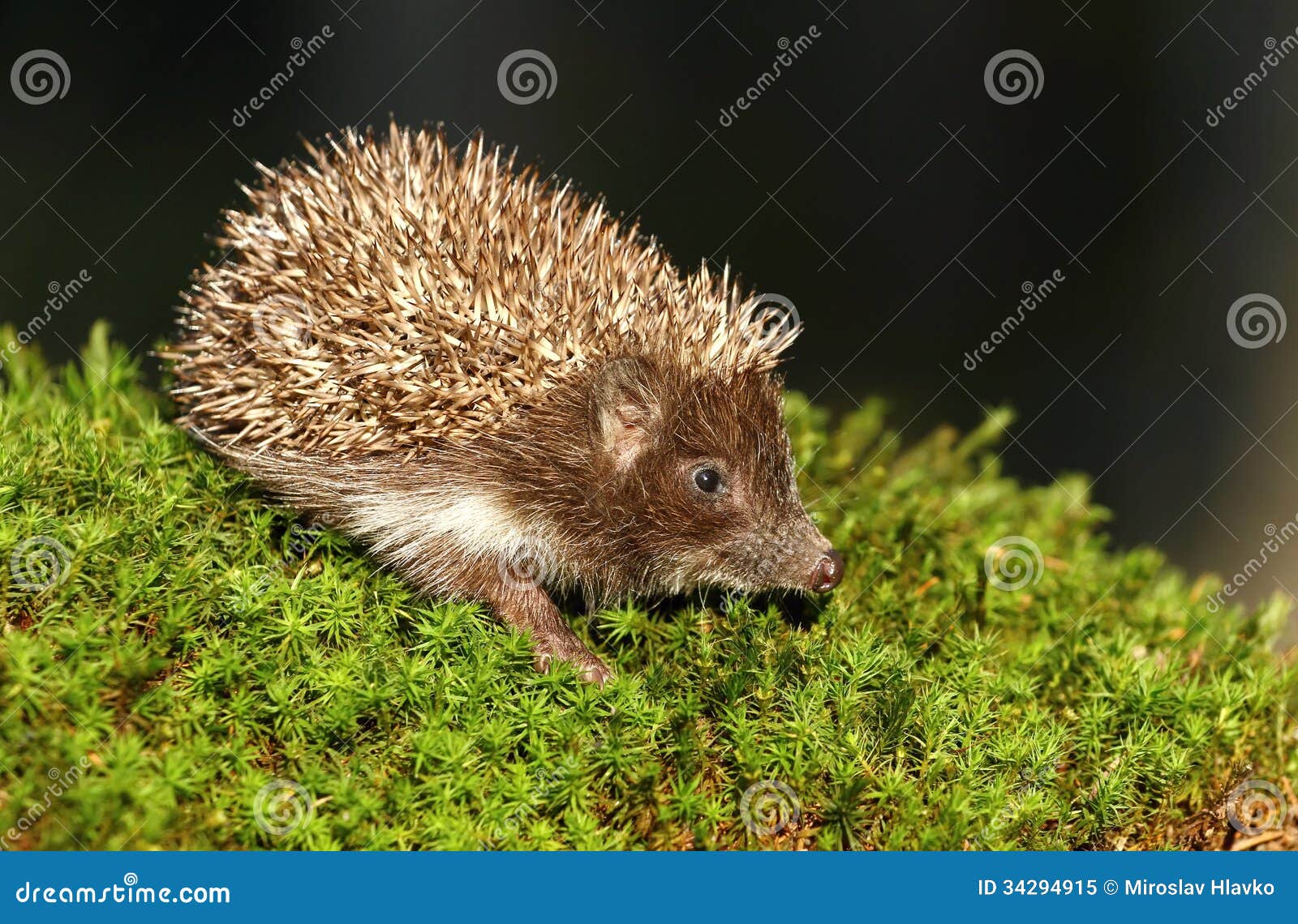 Hedgehog stock image. Image of thorn, moss, cute, nature 34294915