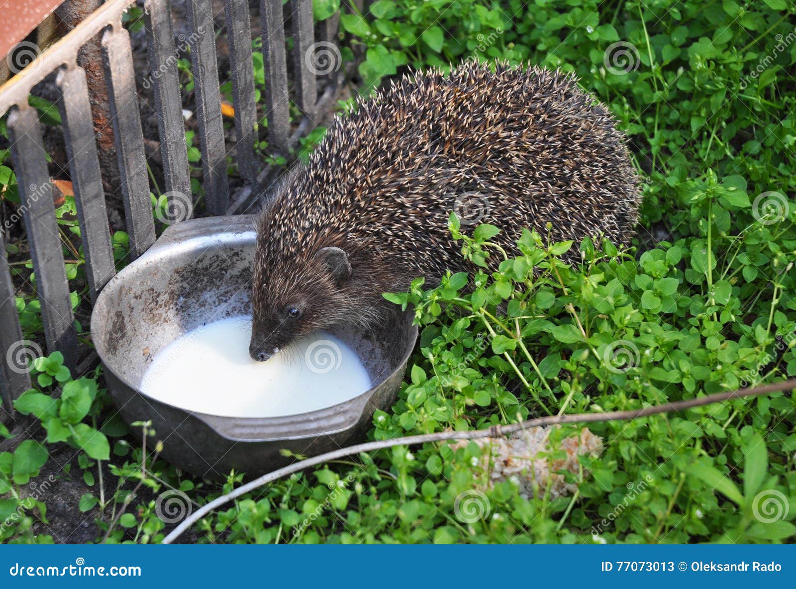 hedgehog drinking milk in the garden. attracting hedgehogs. hedgehogs are lactose intolerant so please do not give them milk.