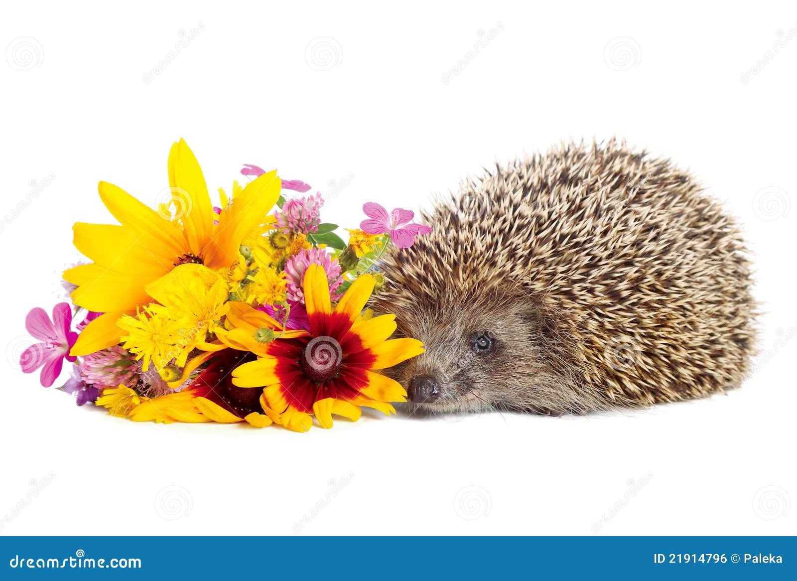 Hedgehog With Flowers Royalty Free Stock Image Image 21914796