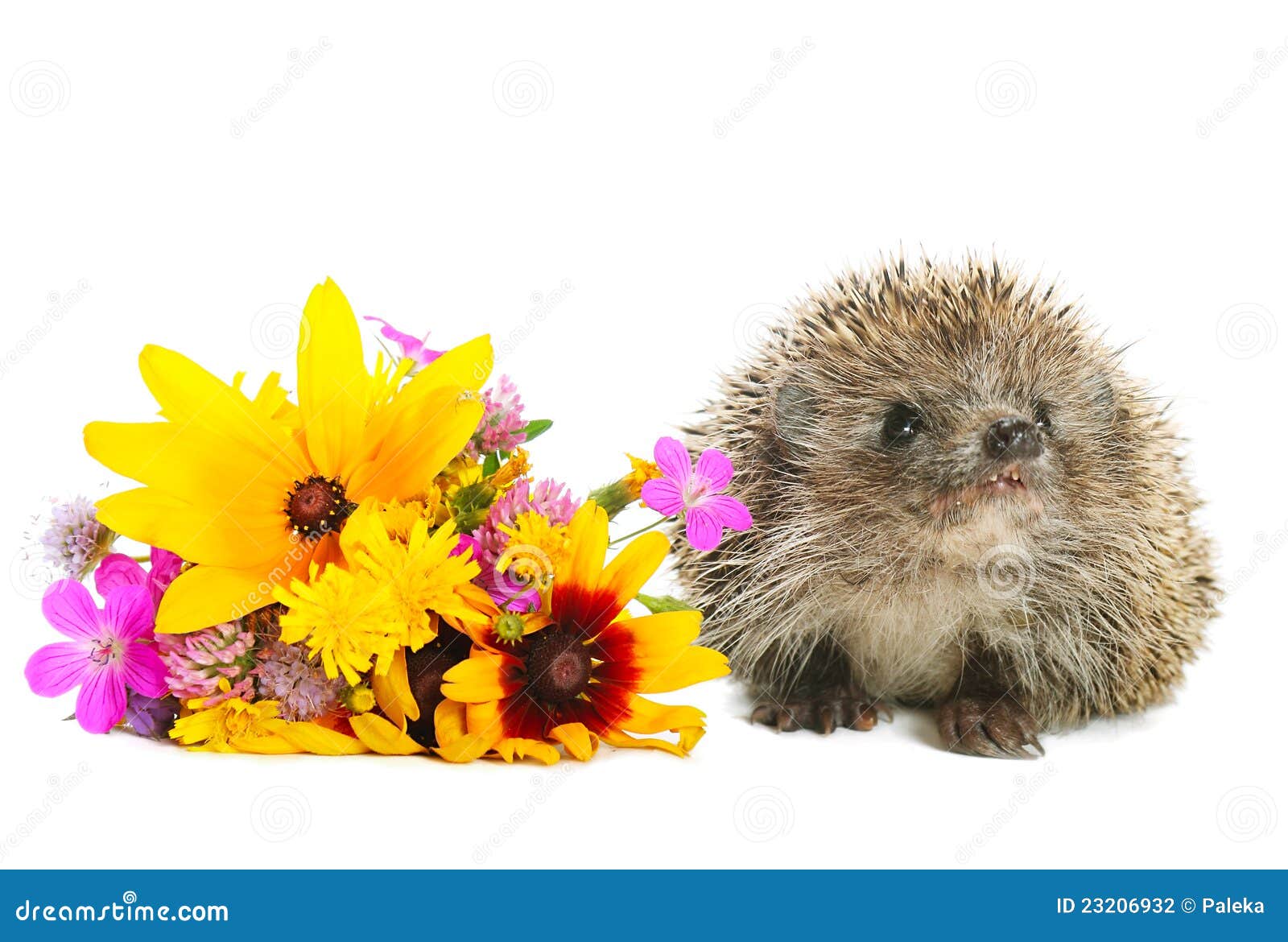 Hedgehog with flowers stock photo. Image of holiday, beauty 23206932
