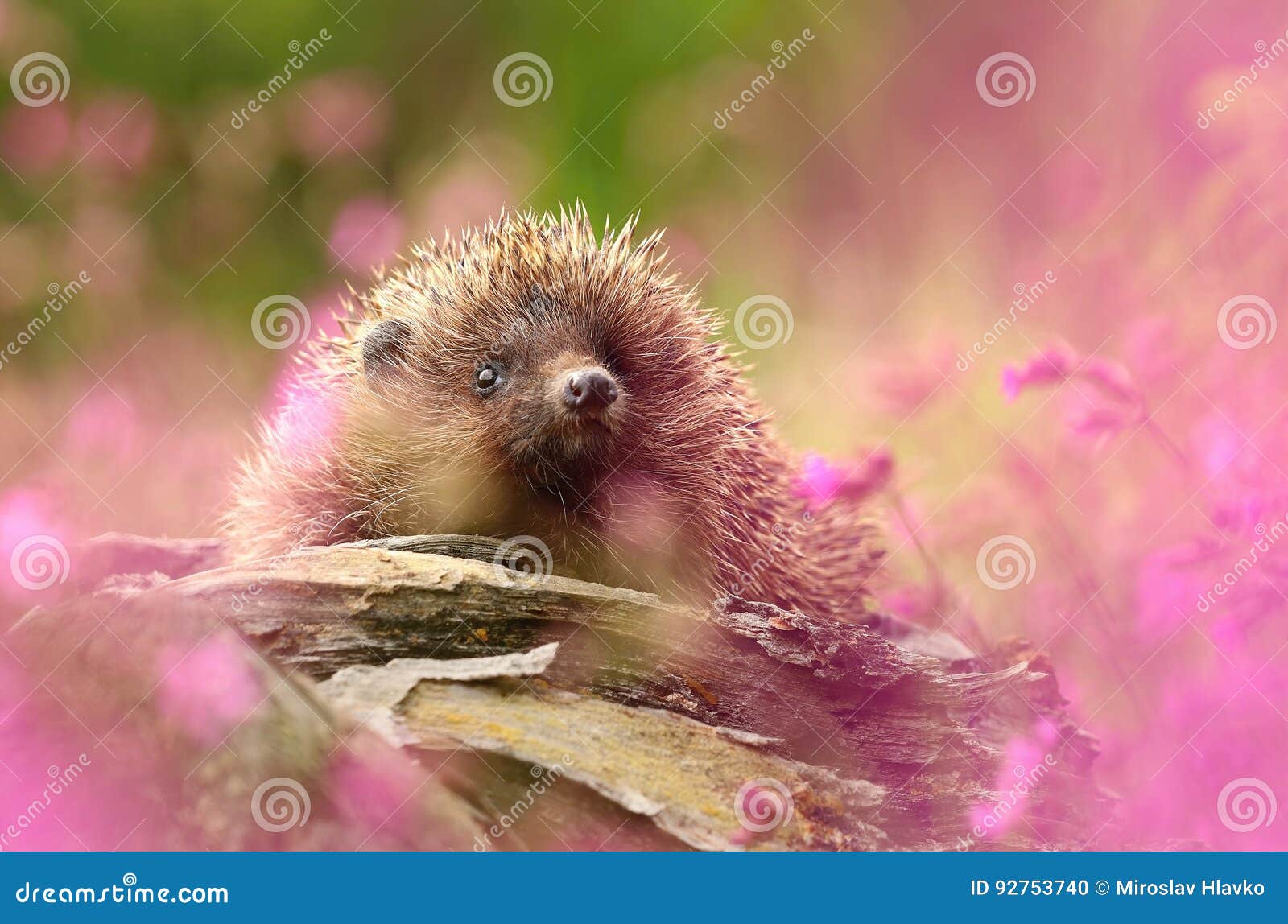 Hedgehog in flowers stock photo. Image of thorny, insectivore 92753740