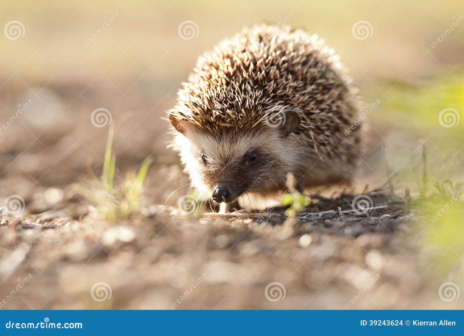 hedgehog in golden morning light