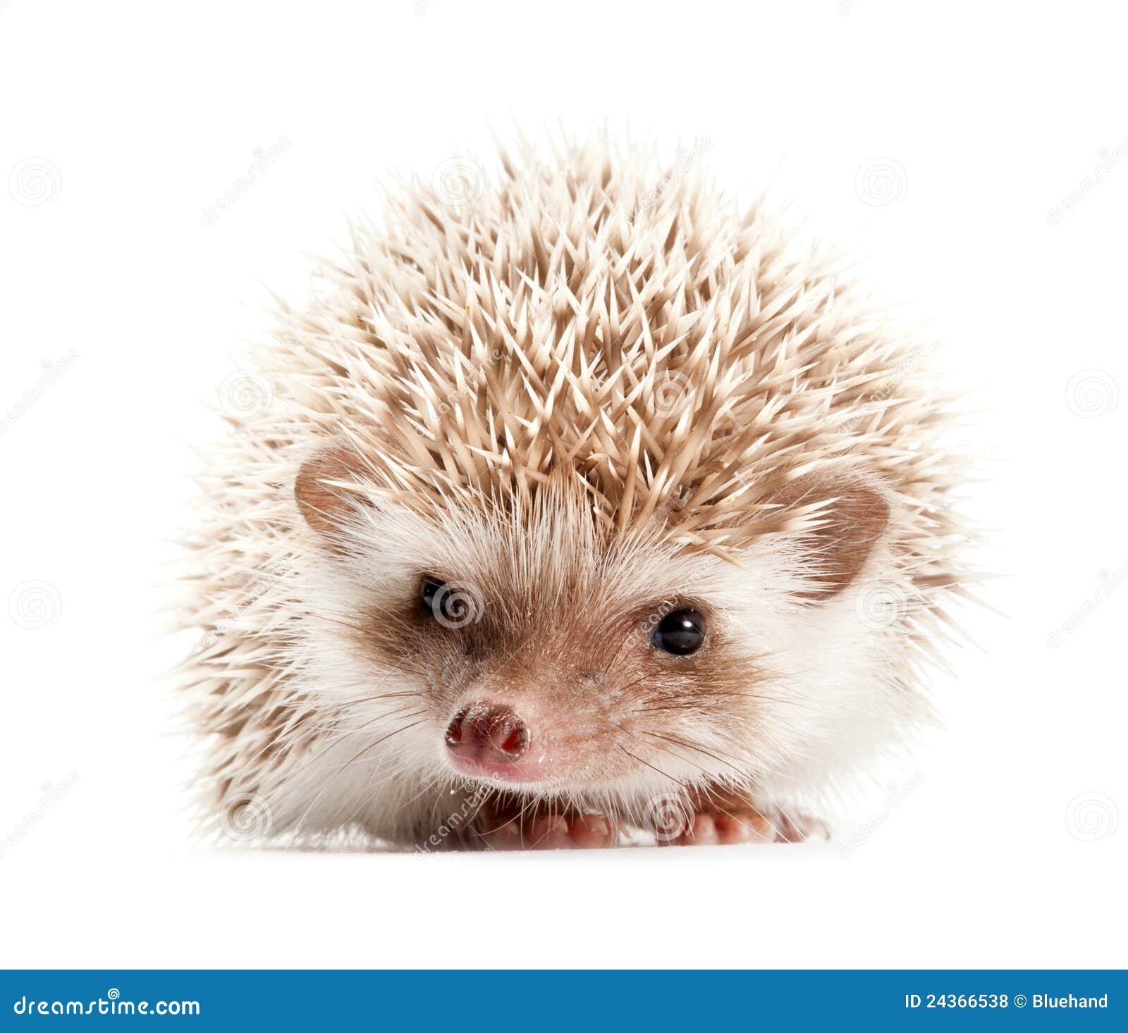 hedgehog isolate on white background