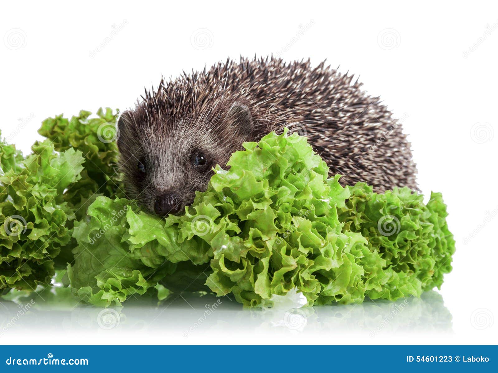 Hedgehog Lettuce Leaves Stock Photos Free & RoyaltyFree Stock Photos