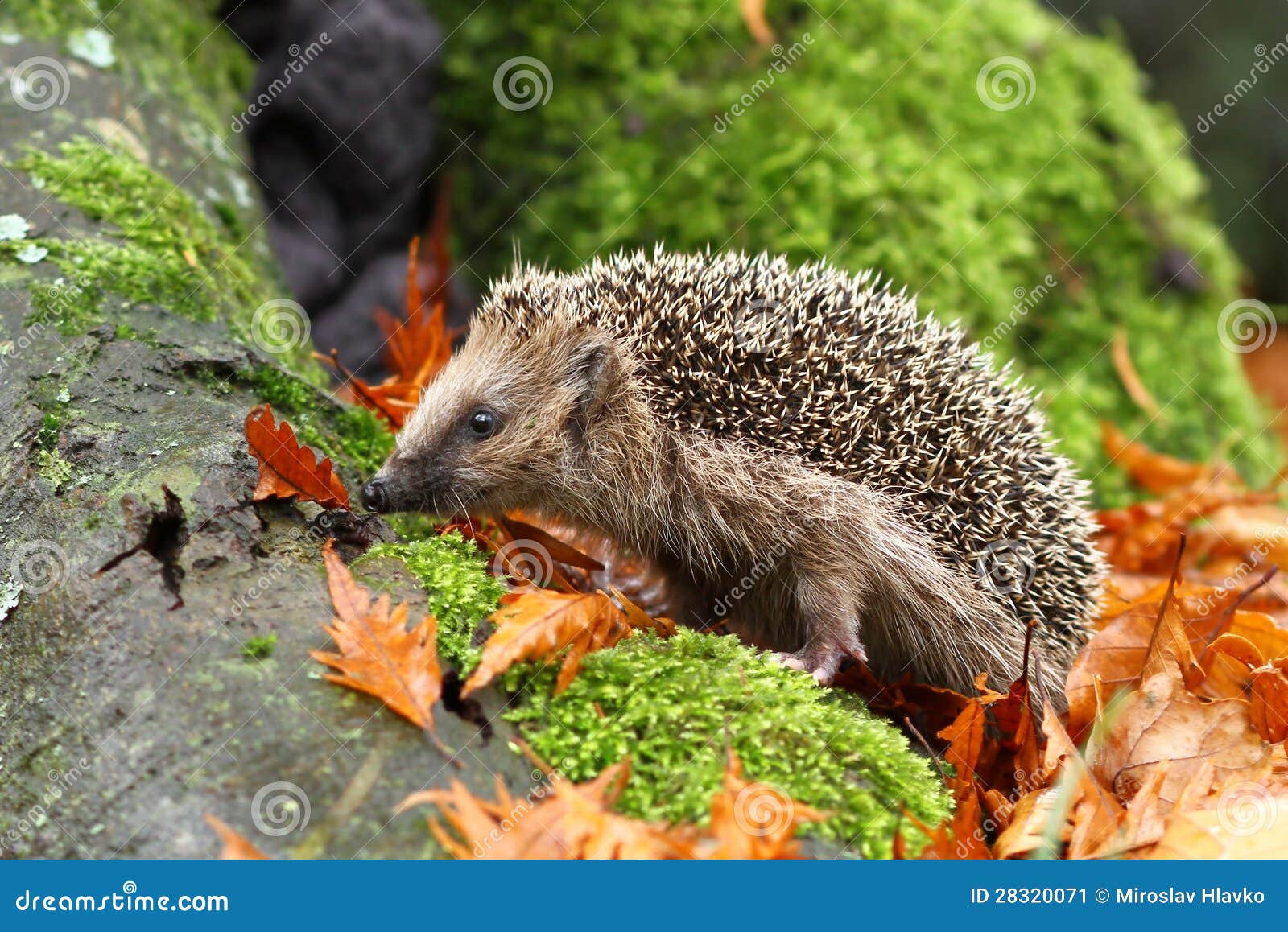 Hedgehog on moss stock image. Image of closeup, autumn 28320071