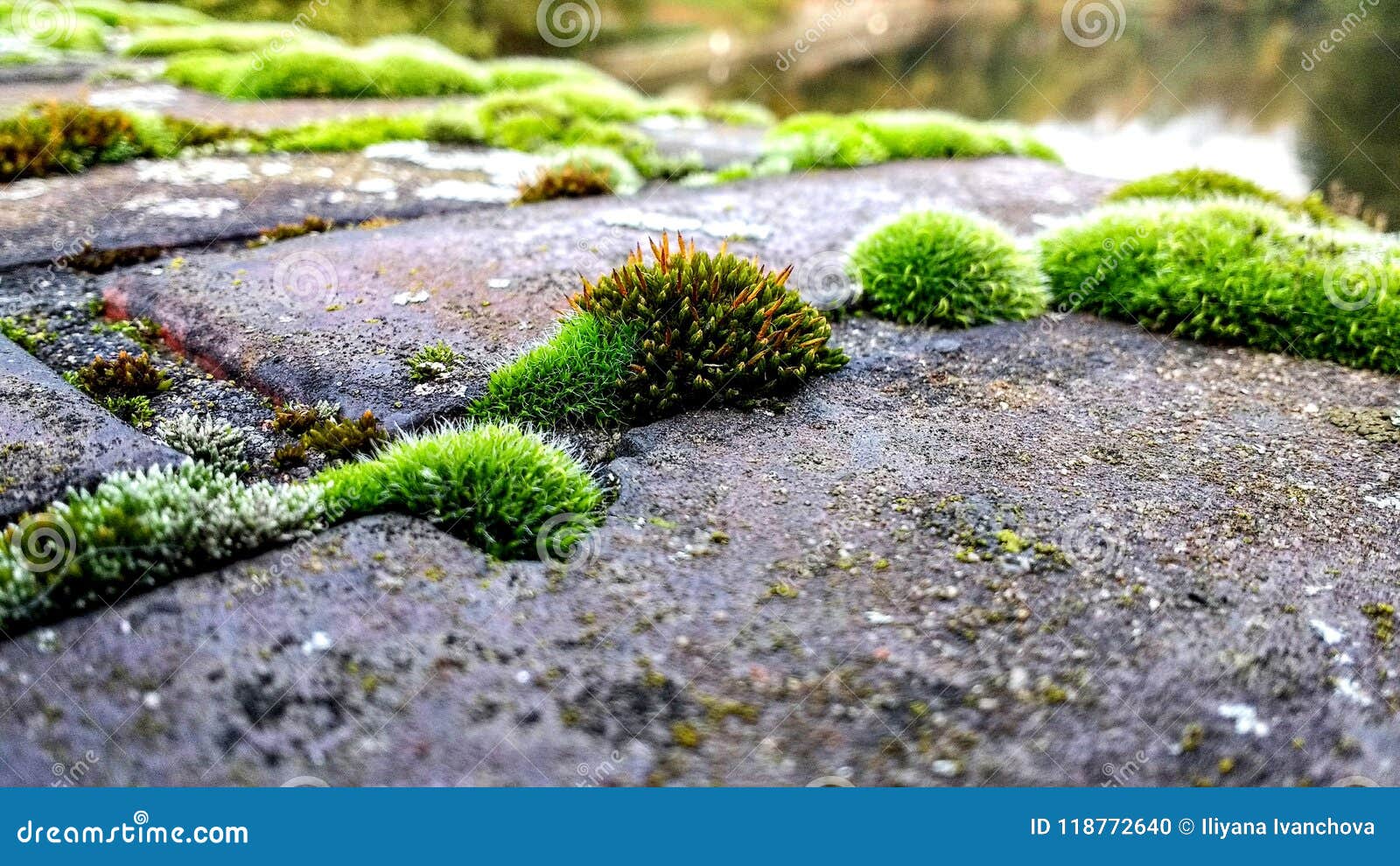 Hedgehod Moss Stock Photos Free & RoyaltyFree Stock Photos from