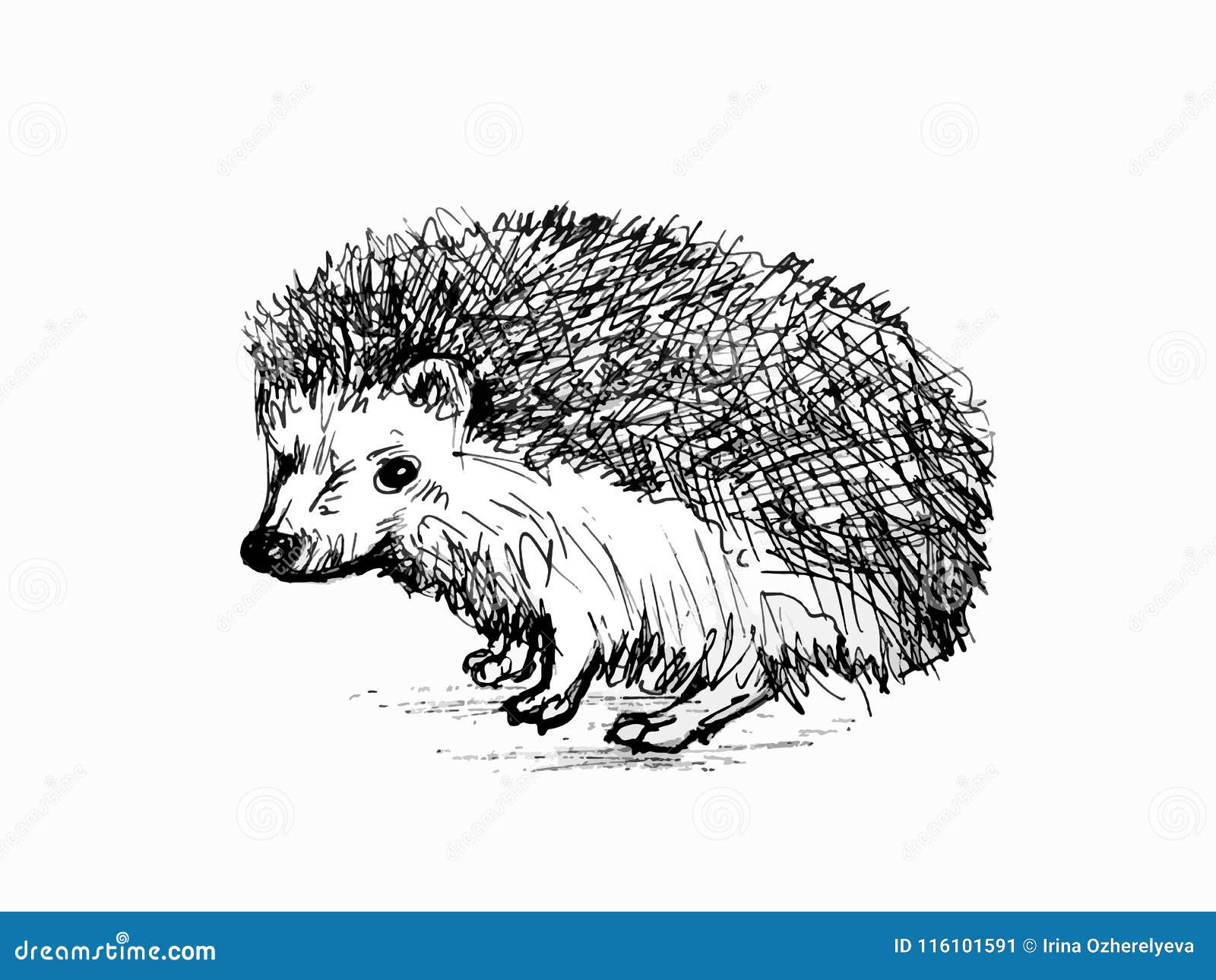 hedgehog illustration black and white