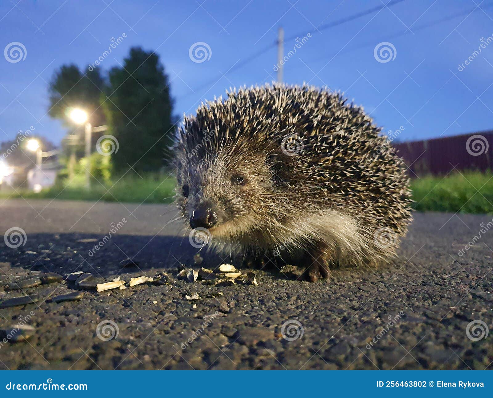 Hedgehog on the Road in the City Eats Seeds and Looks into the Camera Stock Photo Image of