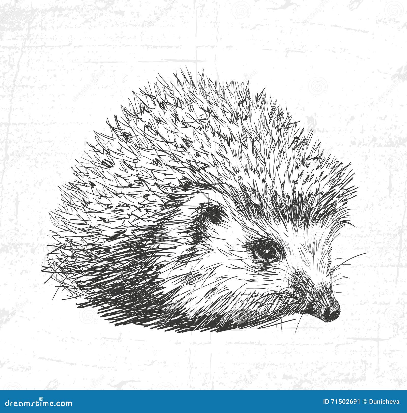 hedgehog. see also the other sets of animals.