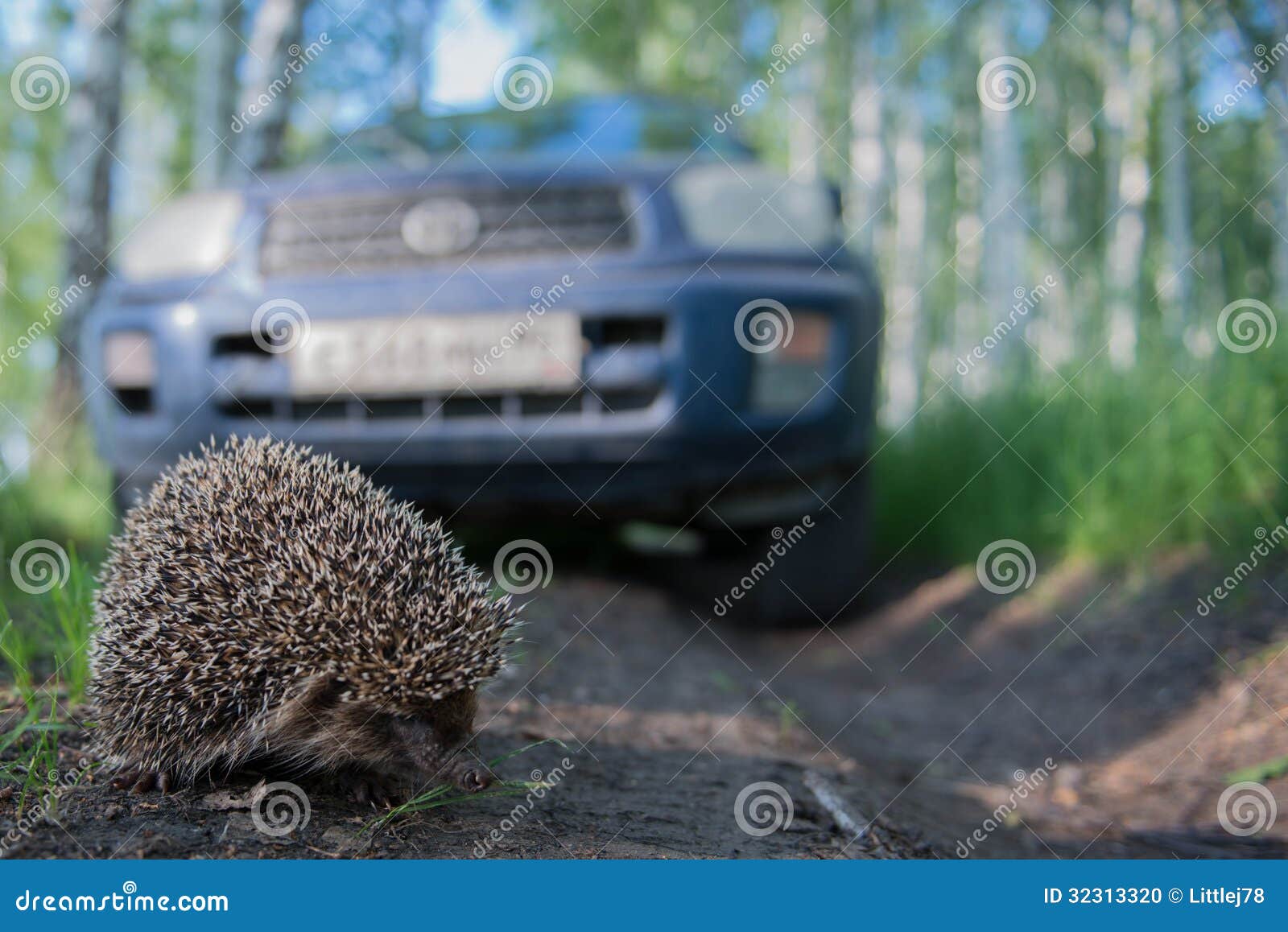 Hedgehog stock photo. Image of animal, adorable, closeup 32313320