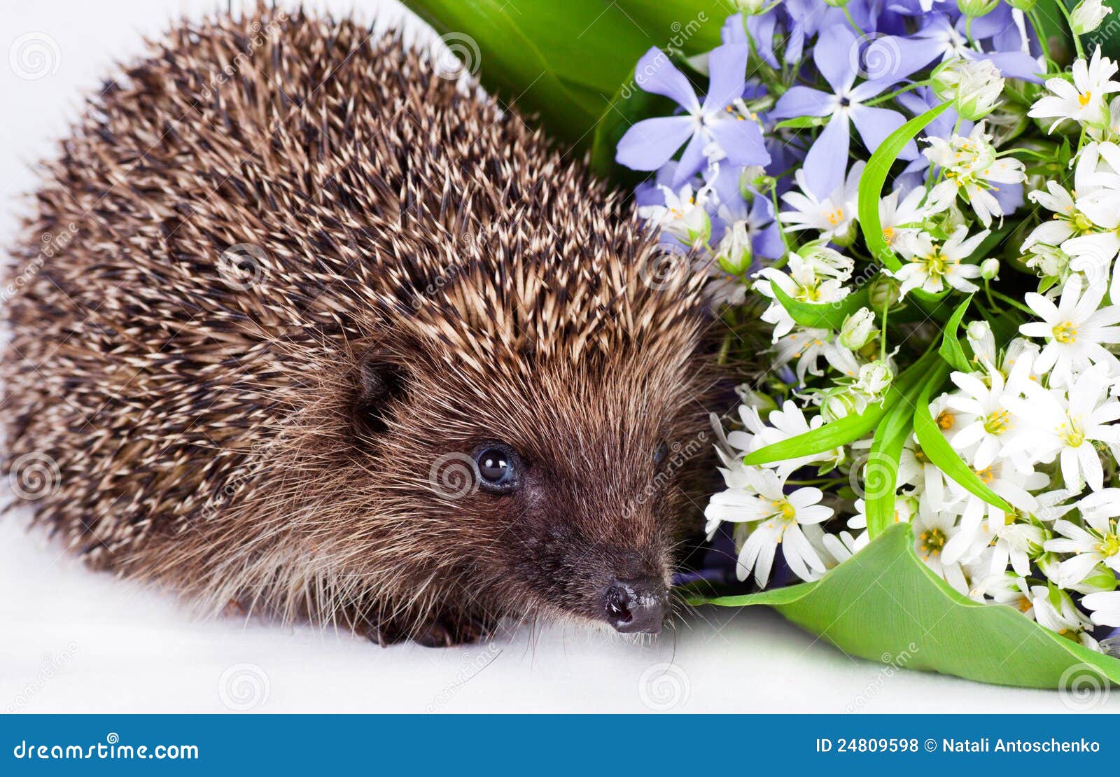 Hedgehog with wild flowers stock photo. Image of sharp 24809598