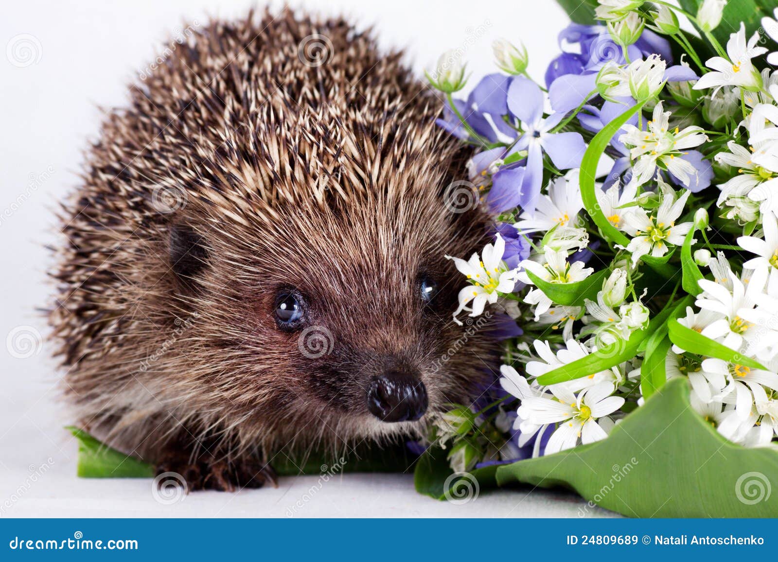Hedgehog With Wild Flowers Royalty Free Stock Images Image 24809689