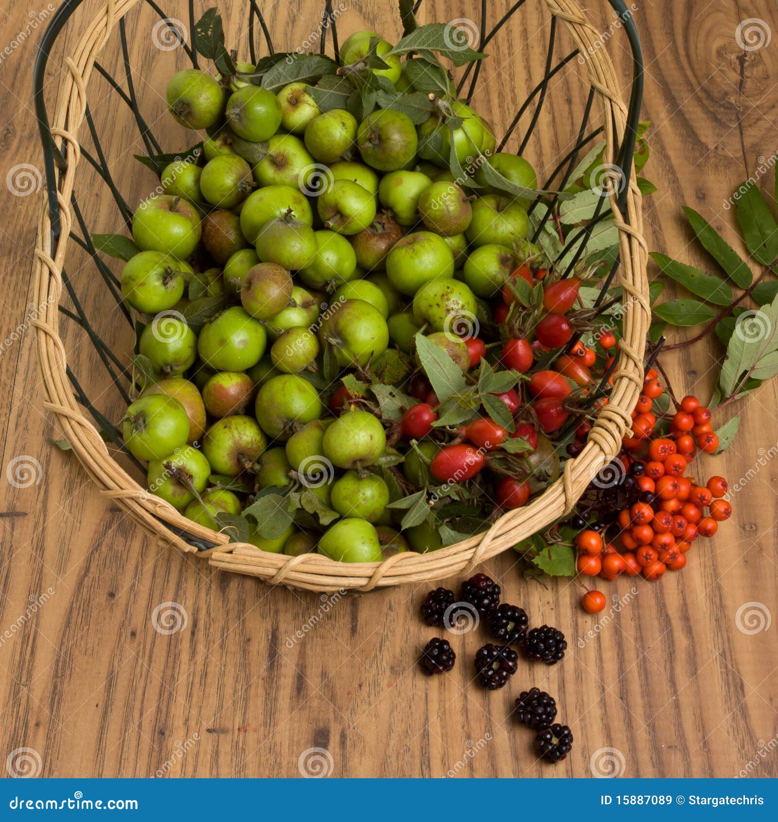 Hedgerow Fruits stock image. Image of blackberry, elderberry 15887089