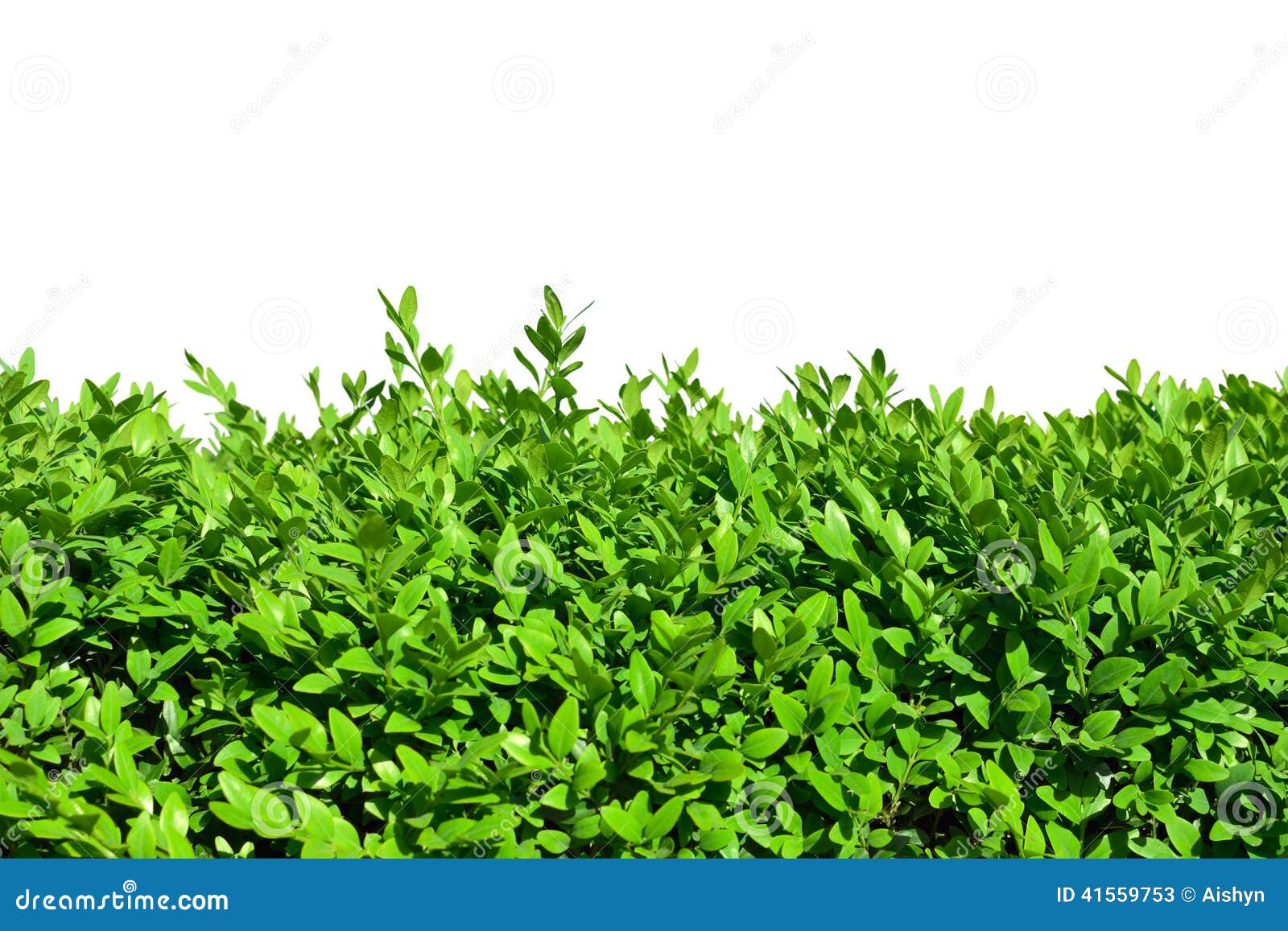 Hedges of boxwood stock image. Image of tree, leaf, still 41559753