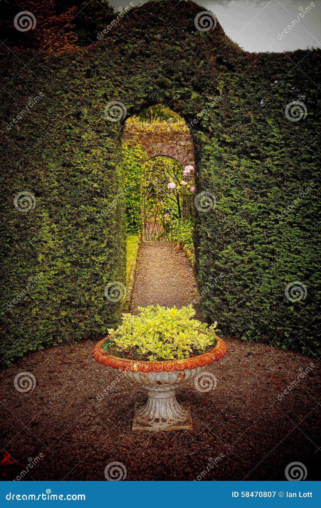 Hedges and gardens stock image. Image of devon, country - 58470807