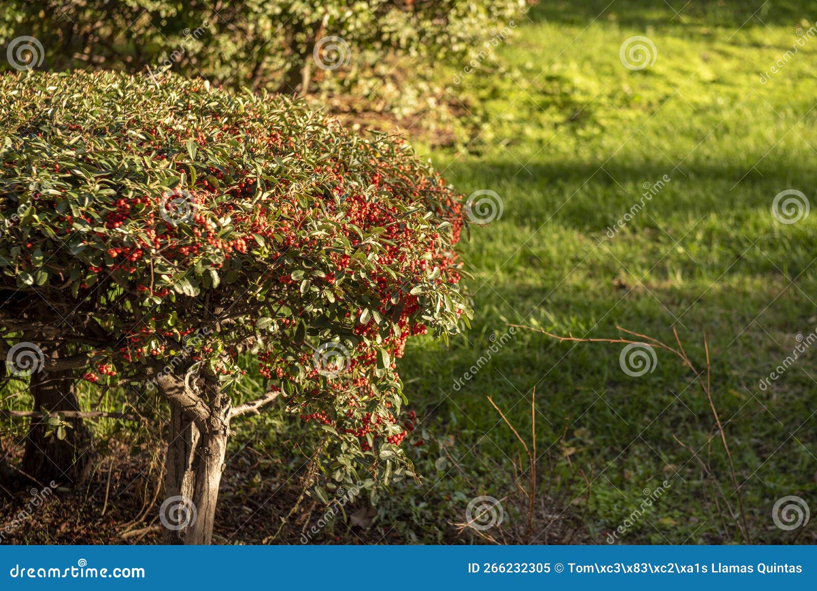 Hedges with Red Berries, Trees and Grass between Cobbled Paths in an