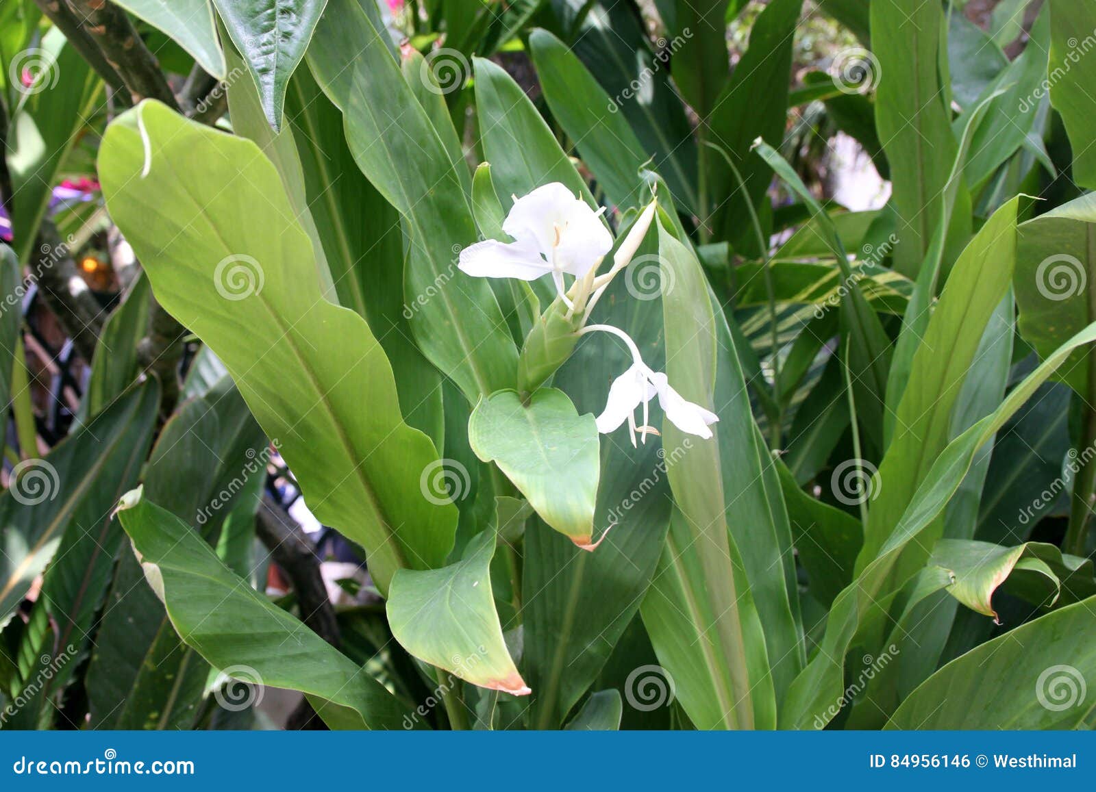 Hedychium Coronarium White Garland Lily White Ginger Lily Stock Photo Image Of Ginger Ornamental