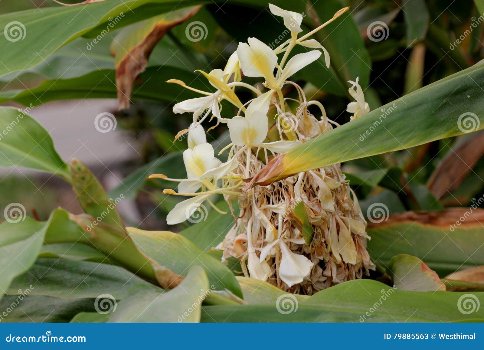 Hedychium Flavescens Cream Garland Lily Yellow Ginger Stock Image Image Of Broad Deeper Hedychium Flavescens Cream Garland Lily Yellow Ginger Stock Image Image Of Broad Deeper