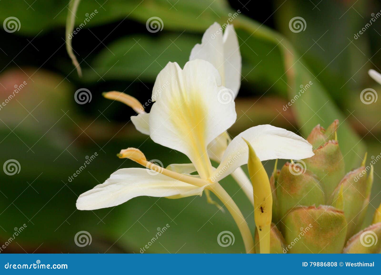 Hedychium Flavescens Cream Garland Lily Yellow Ginger Stock Photo Image Of Cream Pale Hedychium Flavescens Cream Garland Lily Yellow Ginger Stock Photo Image Of Cream Pale