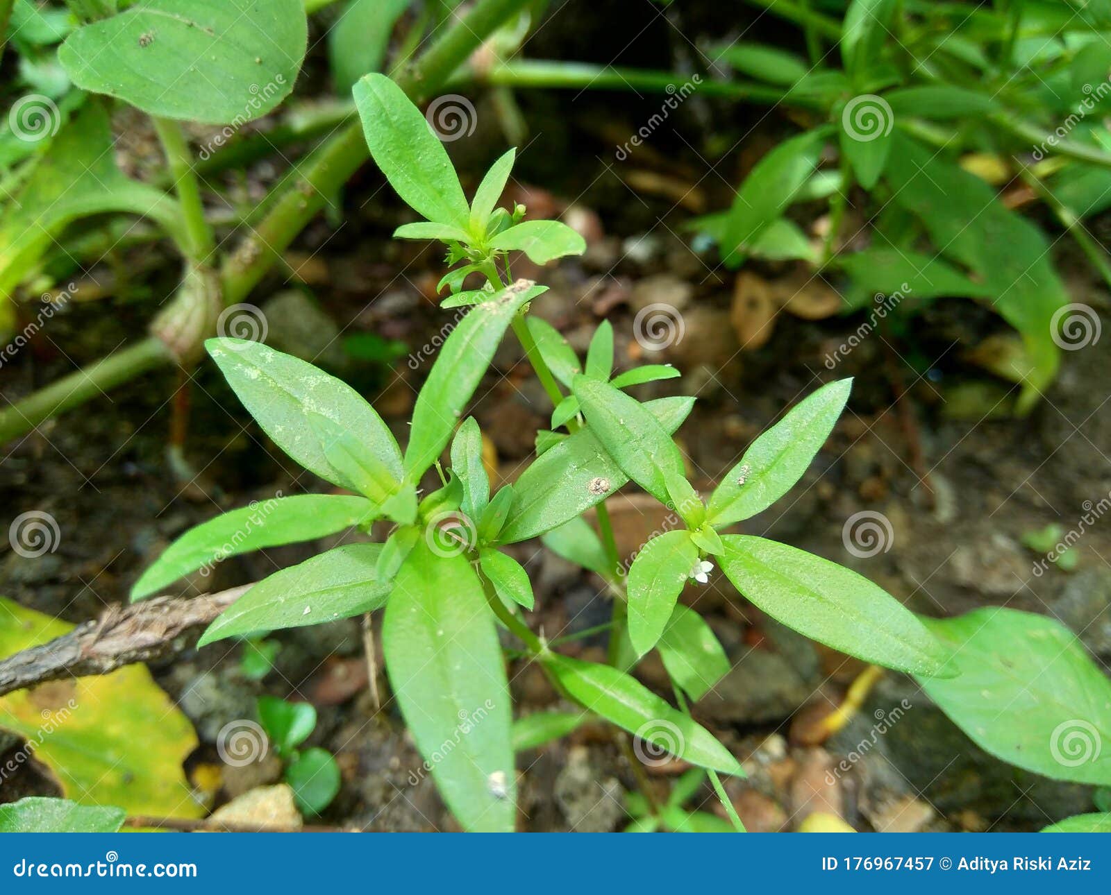 hedyotis corymbosa in nature background. useful in gastric irritability, nervous depression, liver complaints, tonsillitis, pharyn