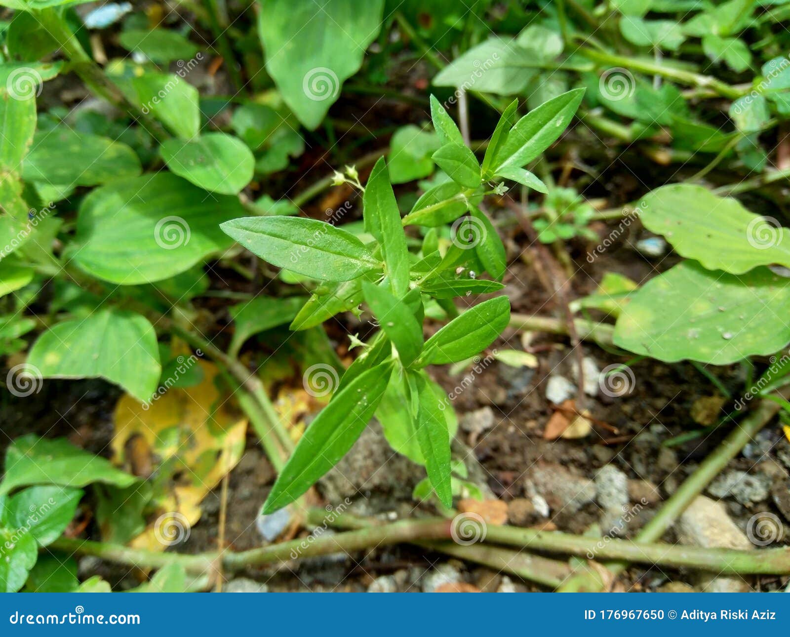 hedyotis corymbosa in nature background. useful in gastric irritability, nervous depression, liver complaints, tonsillitis, pharyn