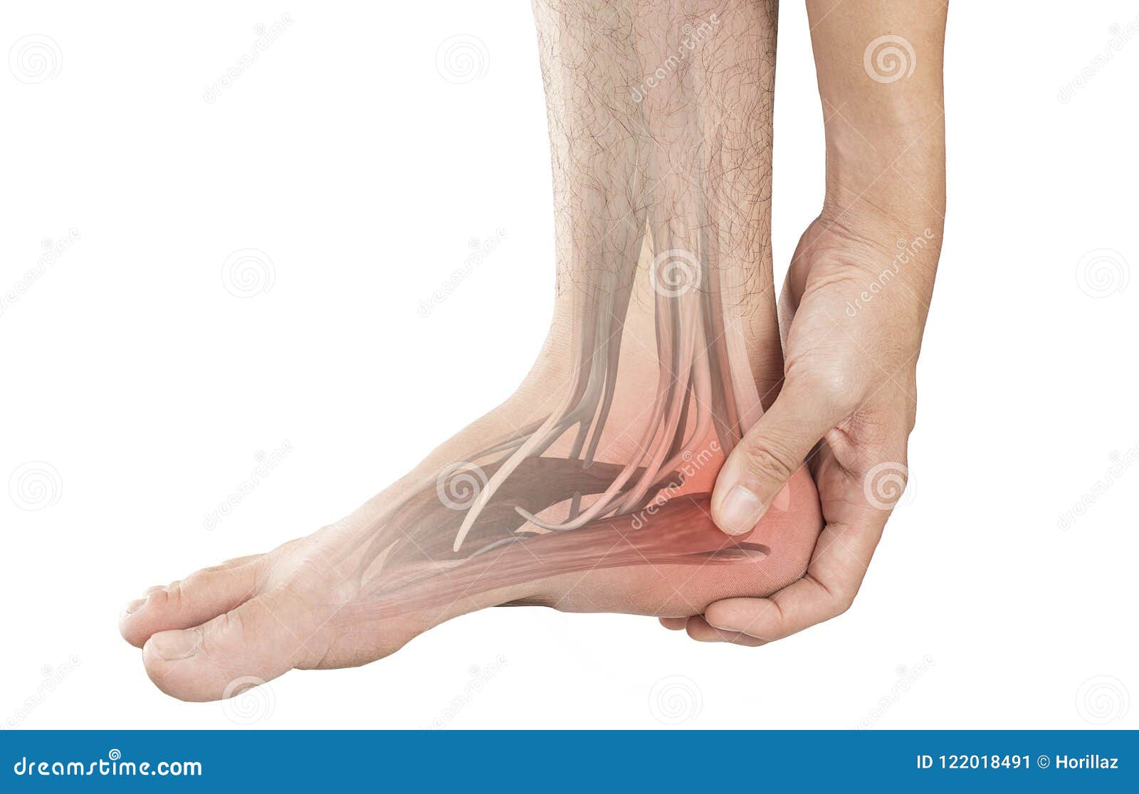 Dorsal Digital Nerves Of Foot Stock Vector Illustration Of, 40% OFF