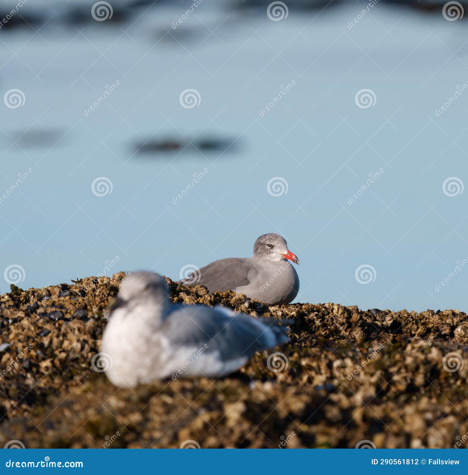 heermann's gull resting at seaside