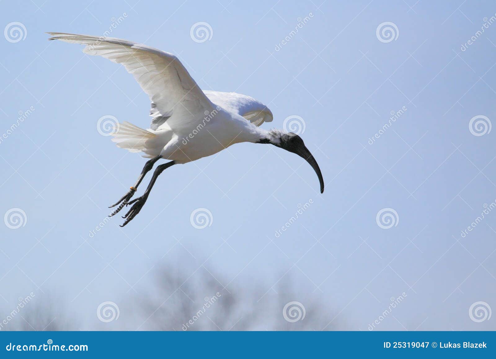 De vliegende Afrikaanse heilige ibis.