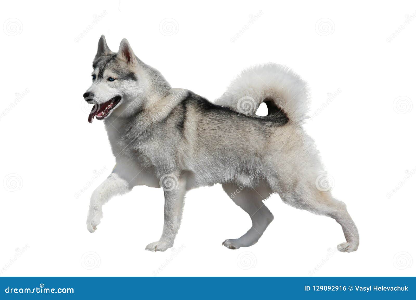 Heiserer Hund lokalisiert auf weißem Hintergrund