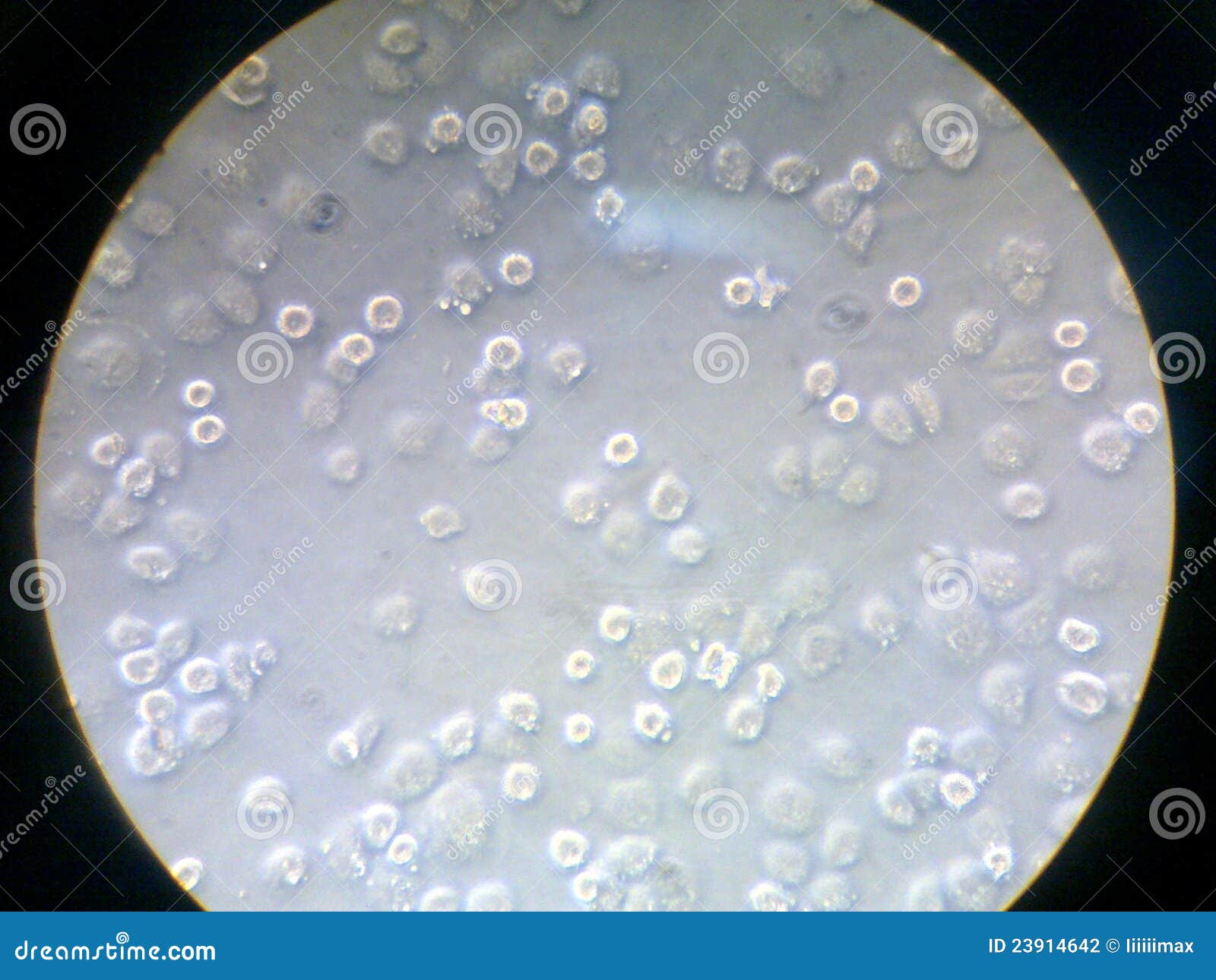 hela cells