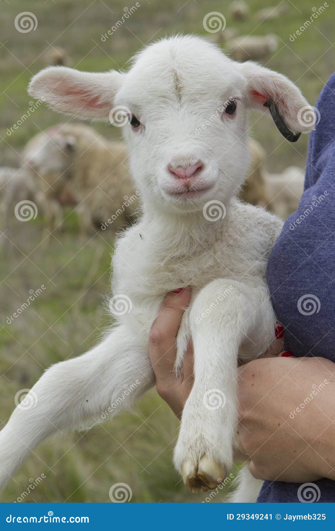 Held Lamb stock image. Image of wool, baby, outdoors 29349241