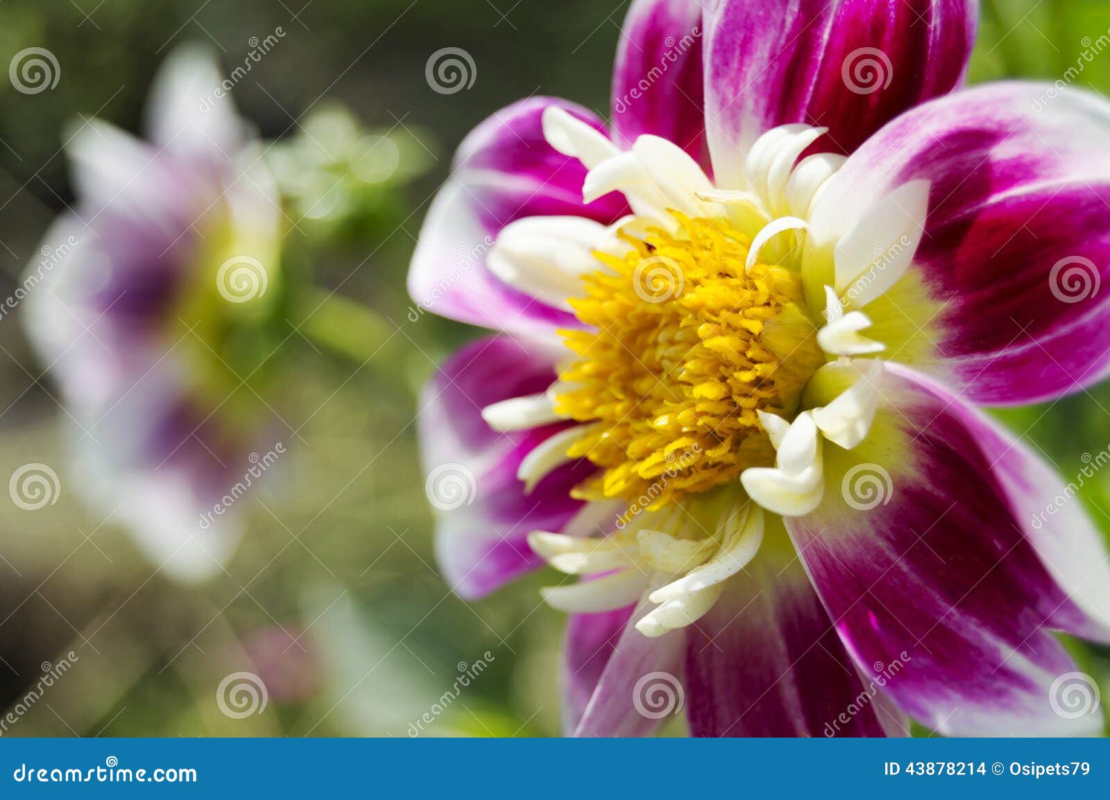 Close-up van heldere purpere bloem over vage achtergrond