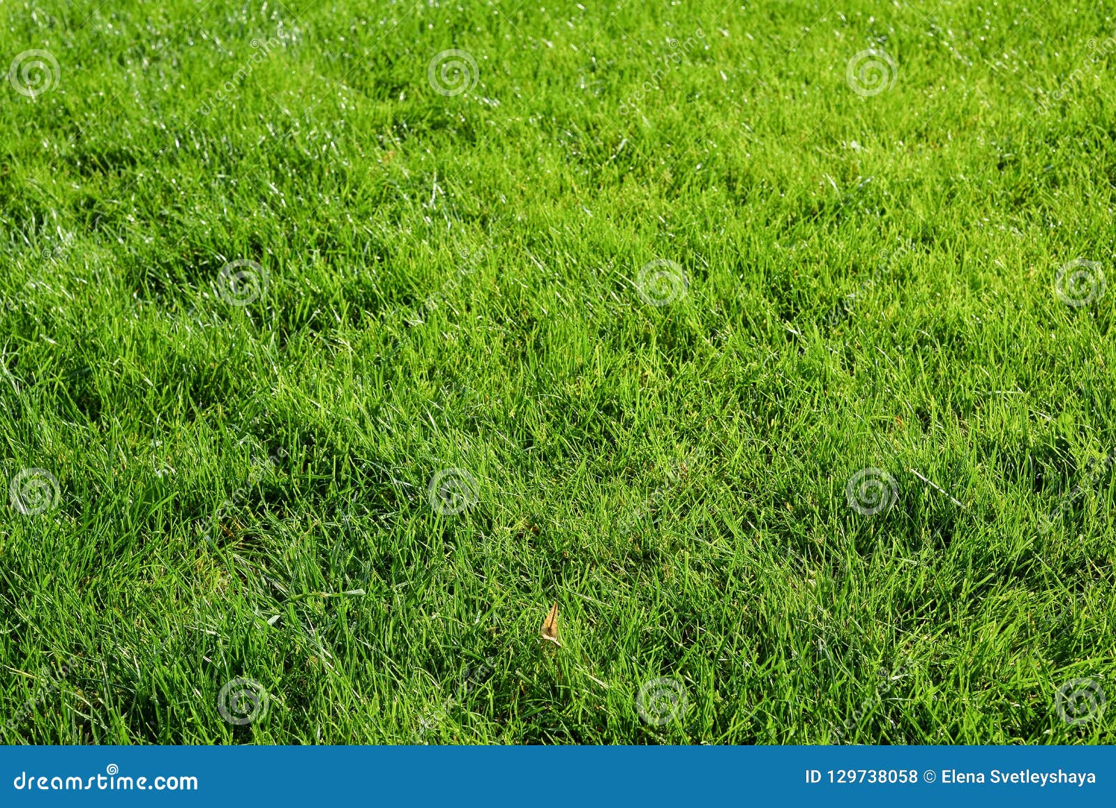 Heldergroene Grasachtergrond vers groen grasgebied Groene grastextuur voor druk, Webgebruik, affiches en banners